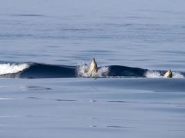 bébé dauphin nouveau-né en sautant dans la mer au coucher du soleil photo