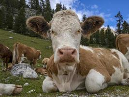 vache relaxante dans les dolomites photo