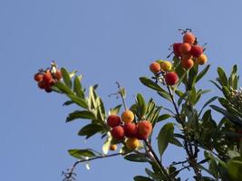 arbre fruitier aux fraises en ligurie, italie photo