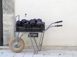 aubergine violette fraîchement récoltée bio photo