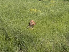 Chiot jeune chien cocker anglais tandis que dans l'herbe photo