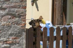 chien défendant sa maison contre une clôture photo