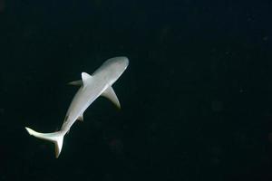 jeune requin gris prêt à attaquer sous l'eau dans le bleu photo