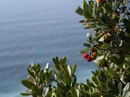 arbre fruitier aux fraises en ligurie, italie photo