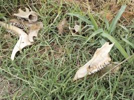 os de squelette de daim mangés par le monde et couverts de vers photo