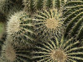 gros plan de cactus photo