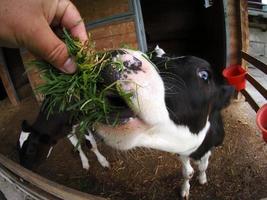 jeune veau de vache mangeant de l'herbe de la main humaine photo