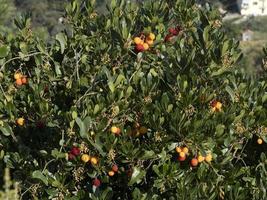 arbre fruitier aux fraises en ligurie, italie photo