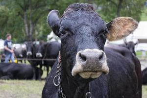 détail du nez de la vache photo