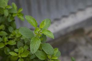 basilic médicinal ou plante verte de feuilles de tulsi bio photo