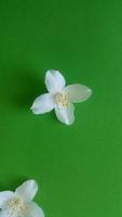 isoler la fleur de yasmin sur fond vert photo
