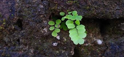 fougère de maidenhair vert sauvage poussant entre le mur. photo