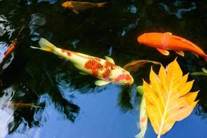 des carpes fantaisie colorées ou des poissons koi nagent. poisson koi nageant dans l'étang. l'eau est noire claire et reflet de la lumière. vue de dessus avec espace de copie. photo