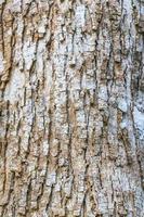 texture d'écorce d'arbre tropical dans la jungle naturelle du mexique. photo