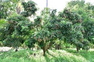 fruits de longane dans les pays asiatiques. photo