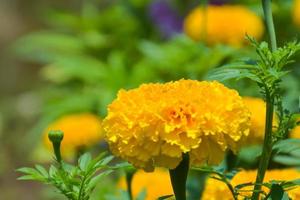 soucis fleur jaune épanouissement photo