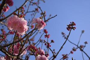 branches de fleurs de cerisier doubles, également connues sous le nom de yae zakura, un type de sakura à plusieurs couches de pétales, en pleine floraison, japon photo