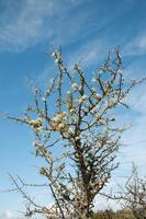 gros plan d'une vieille fenêtre en bois avec des fleurs sur le rebord photo