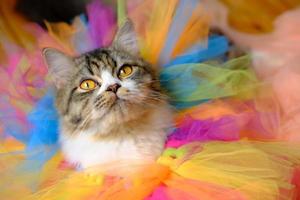 chat mignon avec des fragments de tutus de ballet colorés photo