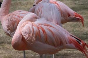 le flamant du Chili, Phoenicopterus chilensis photo