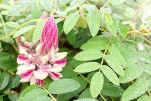 fleurs violet clair d'afgekia sericea, afgekia mahidoliae ou afgekia soyeux et feuilles vertes, en thaïlande, le nom d'appel est kan phai ou thua paep chang. gouttelettes sur pétale de fleur en jour de pluie. photo