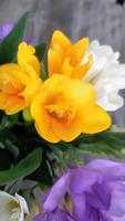 bouquet de fleurs de freesia dans un pot en verre sur fond vert. photo