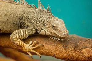 Le vieil iguane vert est un reptile lézard de la famille des iguanes. fermer en cage. photo