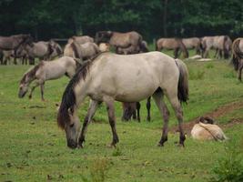 beaucoup de chevaux sauvages en allemagne photo