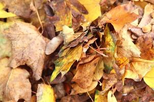 belles feuilles d'automne colorées sur le sol pour les arrière-plans ou les textures photo