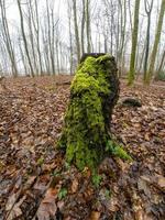 Souche d'arbre recouverte de mousse au soleil d'hiver en forêt photo