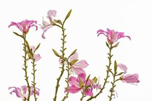 phanera purpurea ou arbre à papillons ou arbre à orchidées photo