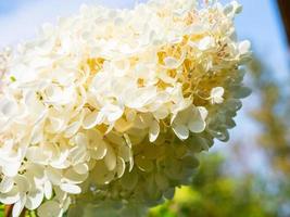 belle grande hortensia blanche en fleurs, fond floral photo