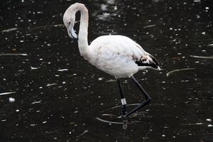 une vue d'un flamant rose dans l'eau photo