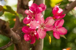 pommier malus rudolph tree, avec des fleurs roses foncées dans l'arrière-plan flou bokeh. le printemps. motif floral abstrait photo