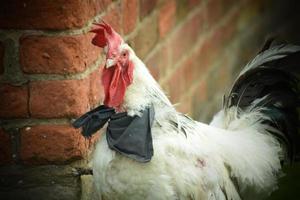 poulet coq avec un foulard photo