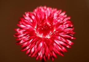 fleur rouge fleur gros plan fond botanique helichrysum bracteatum famille compositae haute qualité grande taille impressions décoration de la maison photo