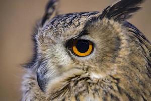 détail des yeux de hibou gros plan macro photo