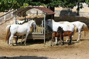 les chevaux blancs lipizzans sont la fierté et la passion de la slovénie. photo