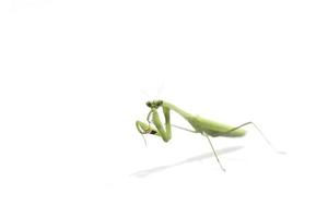 mante religieuse isolée sur fond blanc un animal mignon et herbivore qui détruit les plantes et les animaux ensemble sur un fond blanc. photo