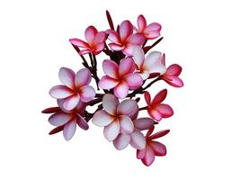 plumeria ou fleur de frangipanier. gros bouquet de fleurs exotiques rose-violet isolé sur fond blanc. bouquet de fleurs vue de dessus. photo