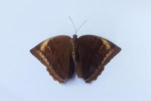 bicyclus anynana ou strabisme bush brown butterfly sur fond isolé vue avant et arrière du haut photo