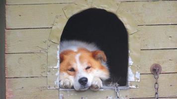 un chien dans une cabine. beau portrait d'un chien rouge. photo en gros plan d'un chien