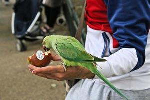 Un gros plan d'une perruche à collier photo