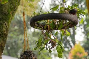 plante sur un pneu suspendu inutilisé dans le parc photo