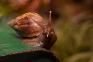 escargot terrestre africain. l'un d'un phytoravageur photo