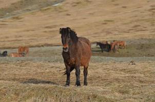 cheval islandais debout dans un champ photo