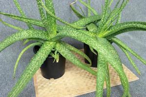 gros plan sur des pots extérieurs de plantes d'aloe vera. plantes d'aloe vera protection de la peau saine photo