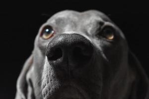 visage de chien braque de Weimar photo