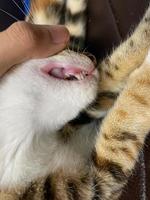 petit chaton en train de changer les dents de lait de lait. les deux ensembles de crocs sont visibles. ces dents de chat sont remplacées sans effort apparent en quelques jours après avoir été ensemble photo