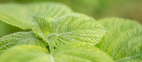 gros plan de semis de feuilles vertes biologiques perilla frutescens dans le champ en été. croissance des plantes potagères aux herbes dans le jardin pour une utilisation alimentaire saine. bannière avec fond photo